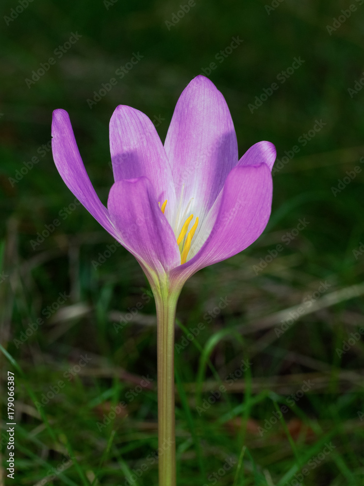 Single autumn crocus (Colchicum autumnale)