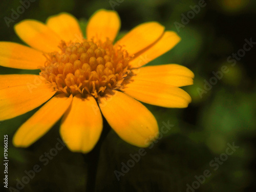 Macro close up blurred perspective of retro sepia shade yellow Bay Biscayne Creeping Oxeye or Singapore Daisy  Sphagneticola trilobata  flower pollen  with stem  and dark green leaf field background