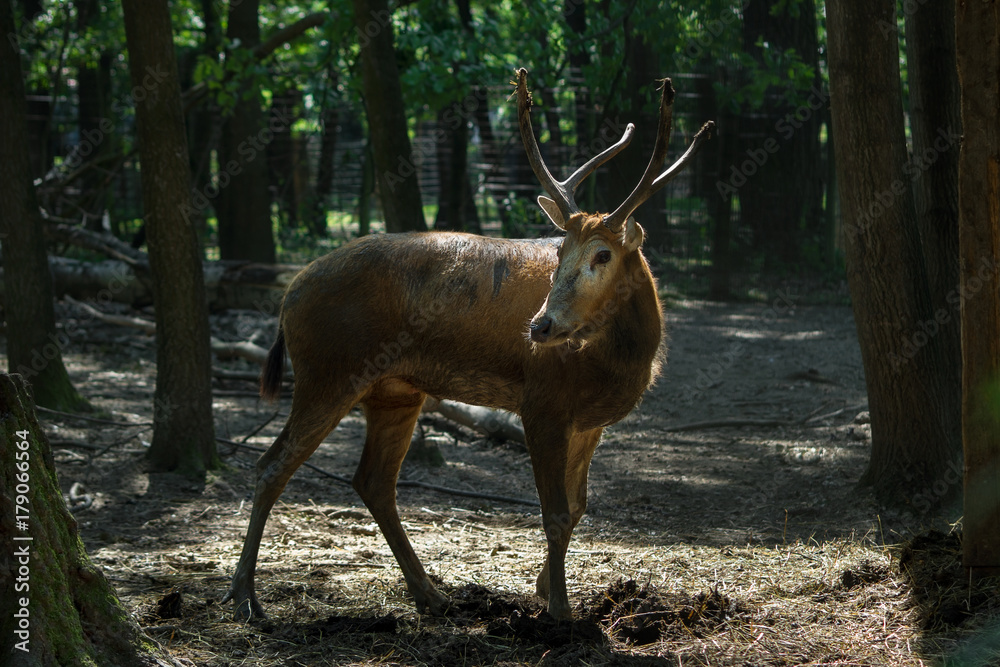 Fototapeta premium Male Pere David's deer under trees