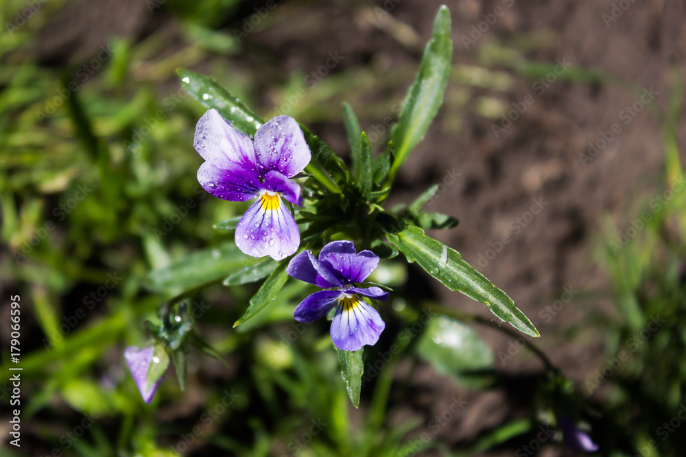 Bouquet of pansies spring morning Bouquet of pansies spring morning