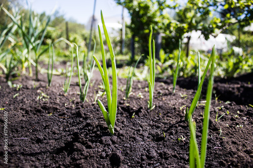 Sprouts green onions for the spring garden