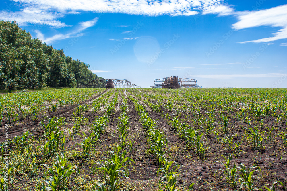 Obraz premium The agricultural machine operates in a corn field