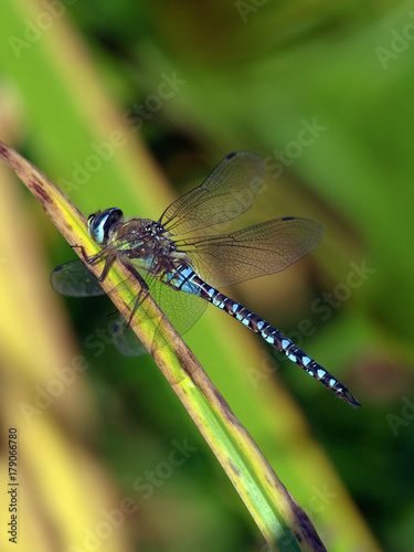 Migrant Hawker (Aeshne mixte) Dragonfly