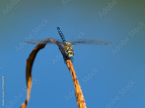 Migrant Hawker (Aeshne mixte) Dragonfly © Doug Armand