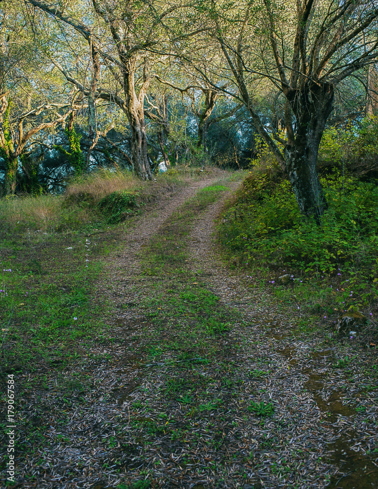 Fototapeta premium Country road in olive grove. Corfu island, Greece.