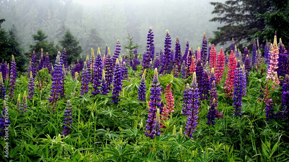 Obraz premium Lupins and Mist