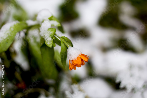 First snow in the city. A flowers blooming is covered with snow. sharp frosts. fabulous light and colorful picture. photo