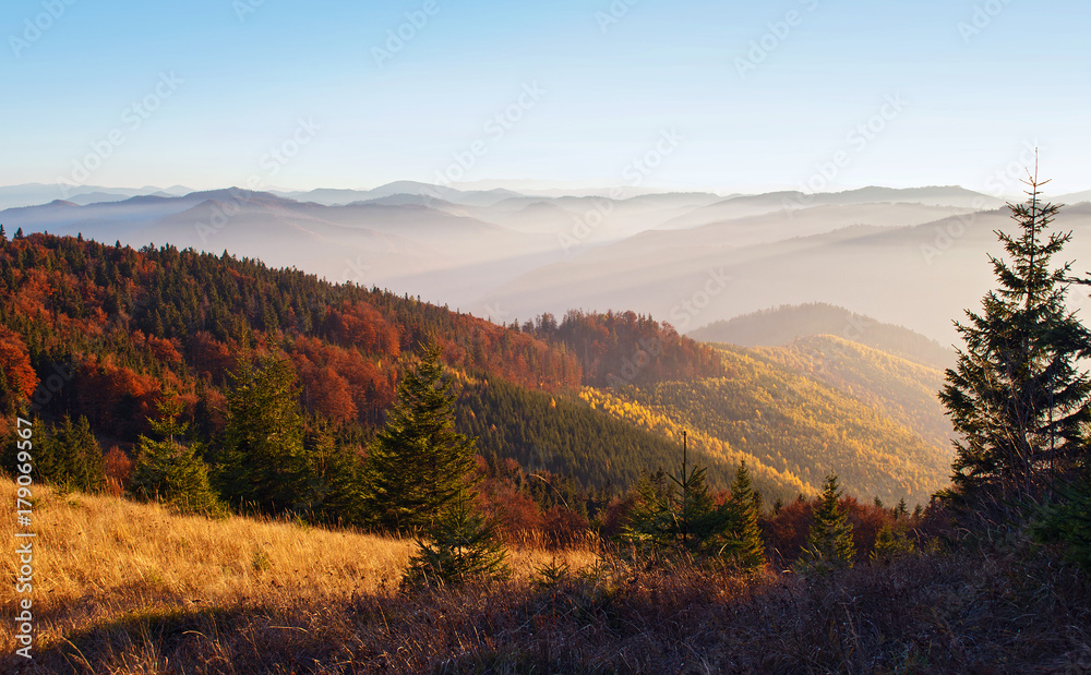 Spectacular view of hills of smoky mountain range covered in red, orange, yellow deciduous forest and green pine trees under blue cloudless sky on a warm fall evening in October. Carpathians, Ukraine