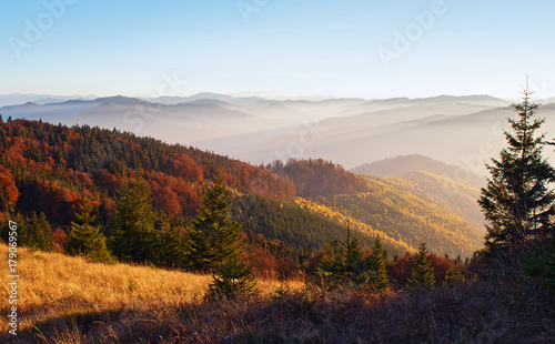 Spectacular view of hills of smoky mountain range covered in red, orange, yellow deciduous forest and green pine trees under blue cloudless sky on a warm fall evening in October. Carpathians, Ukraine © shinedawn