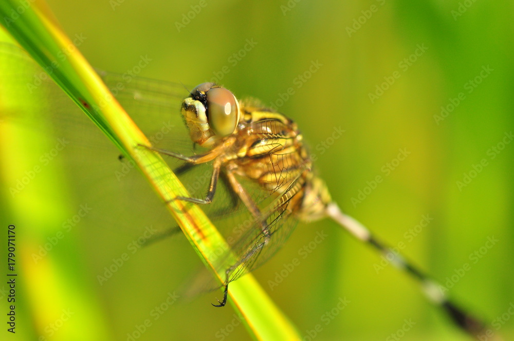 Dragon fly in the nature habitat using as a background or wallpaper.The concept for writing an article. Dragon fly in the nature habitat using as a background or wallpaper.The concept for writing an article.