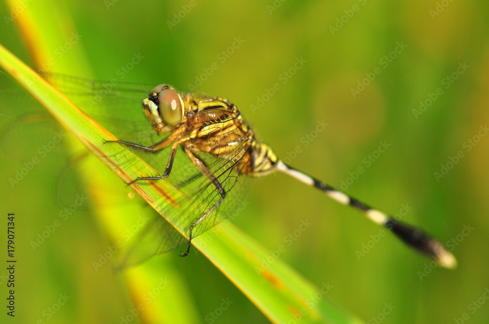 Dragon fly in the nature habitat using as a background or wallpaper.The concept for writing an article. Dragon fly in the nature habitat using as a background or wallpaper.The concept for writing an article.