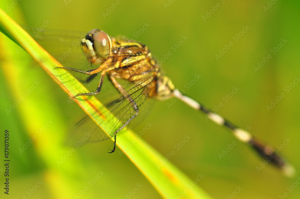 Dragon fly in the nature habitat using as a background or wallpaper.The concept for writing an article.