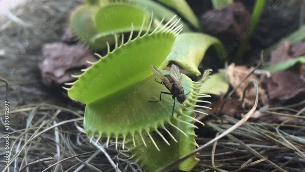 Venus flytrap ( Dionaea muscipula ), carnivorous plant