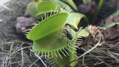 Venus flytrap ( Dionaea muscipula ), carnivorous plant