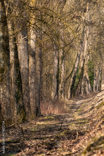 Waldweg mit kahlen Bäumen und Efeubewuchs im Schärfeverlauf © lebaer