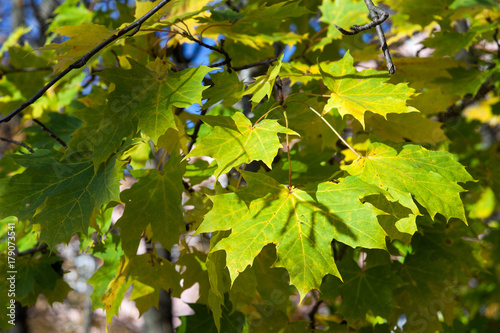 Colorful backround image of fallen autumn leaves perfect for seasonal use photo