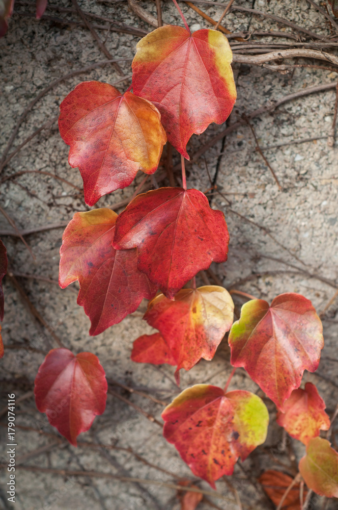 détail feuilles de lierre en automne détail feuilles de lierre en automne