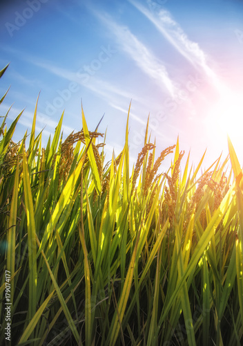 Golden rice field