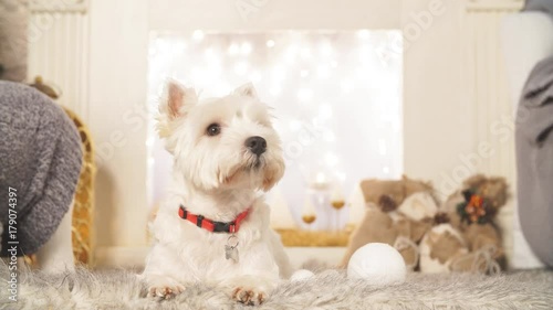 West highland white terrier dogs waiting for Christmas photo