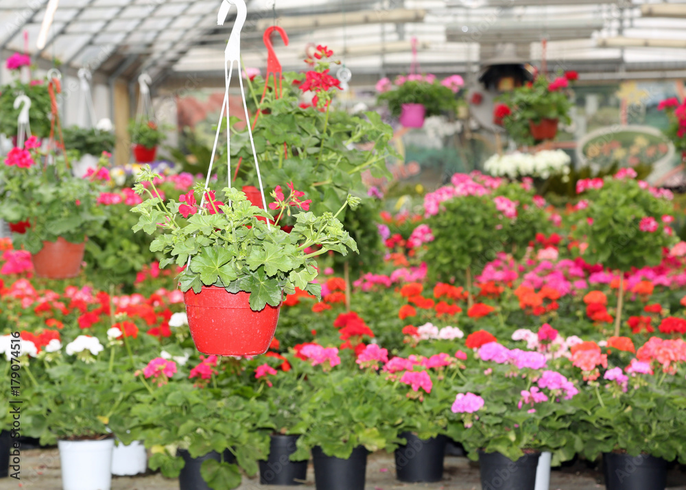 flower pots in the florist's large glasshouse for sale