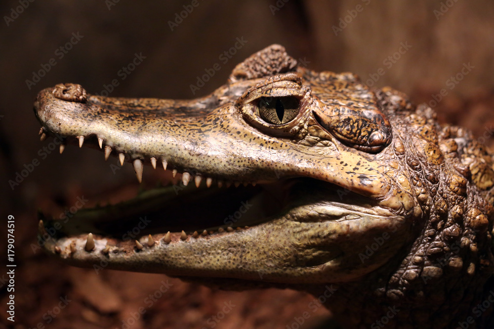 Close up animal portrait of crocodile with open mouth showing teeth Close up animal portrait of crocodile with open mouth showing teeth