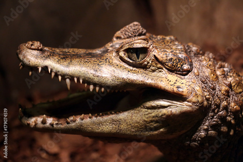 Close up animal portrait of crocodile with open mouth showing teeth