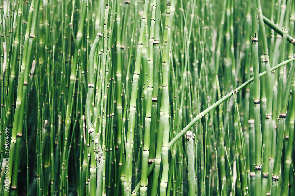 Bamboo forest growing green abstract background Bamboo forest growing green abstract background