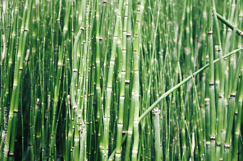 Bamboo forest growing green abstract background