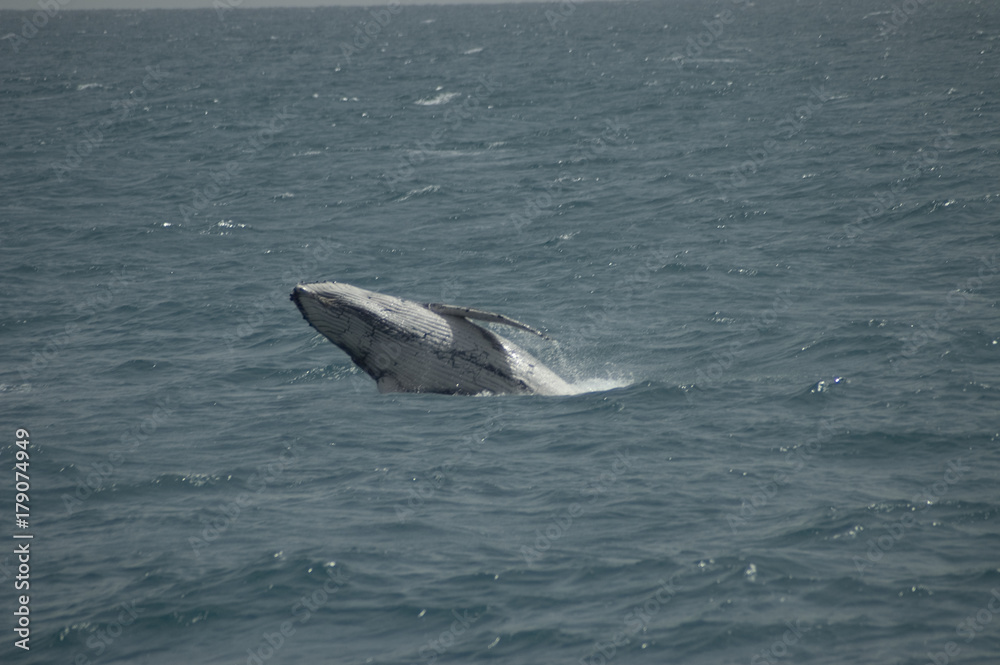 Fototapeta premium Breaching Whale, Hervey Bay Queensland Australia