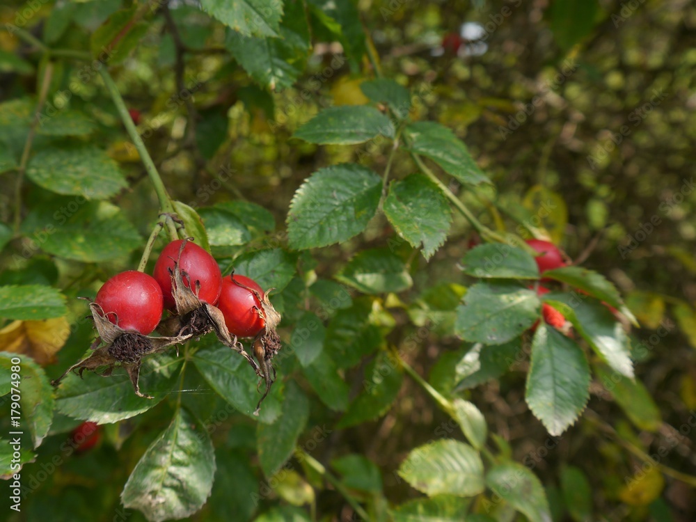 Rosehip, fruit, wild roses,, dry petals,dry stem,diffuse background,. Rosehip, fruit, wild roses,, dry petals,dry stem,diffuse background,.
