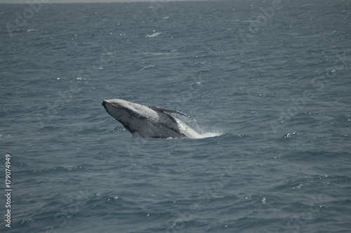 Breaching Whale, Hervey Bay Queensland Australia
