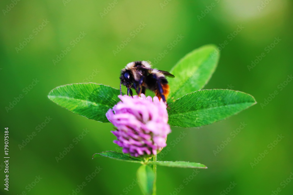 Bumblebee close up on clover flower macro beautiful photo Bumblebee close up on clover flower macro beautiful photo