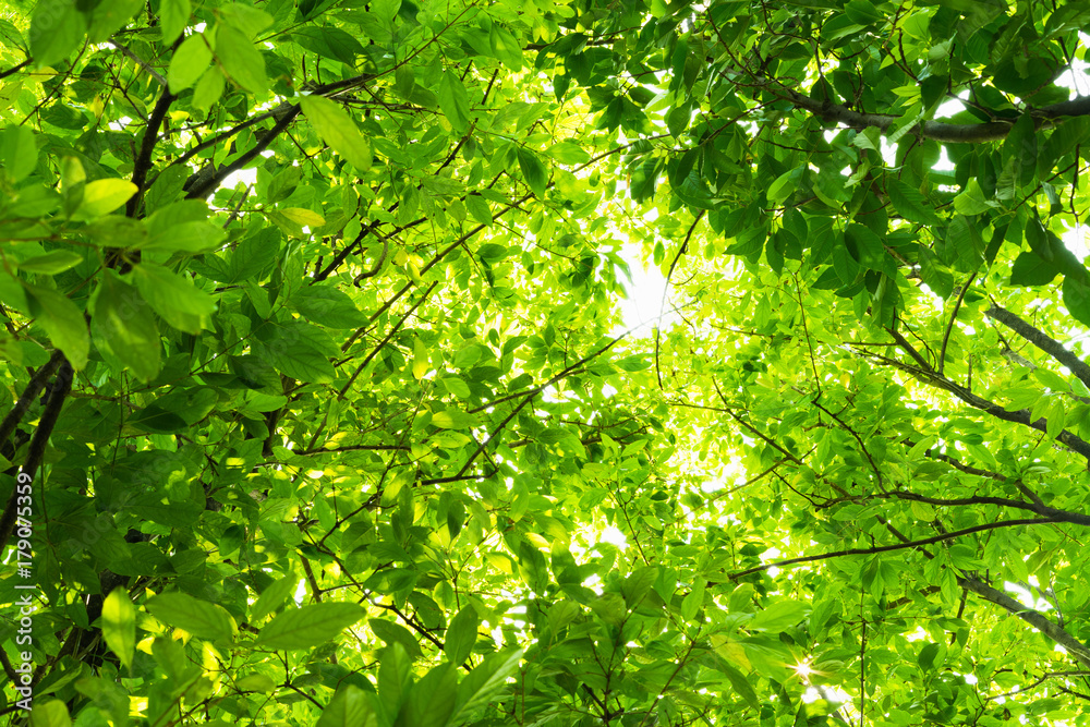 Green leaves of tree in the forest, sunlight backgrounds. Green leaves of tree in the forest, sunlight backgrounds.