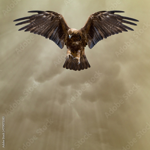 golden eagle in the dark stormy sky