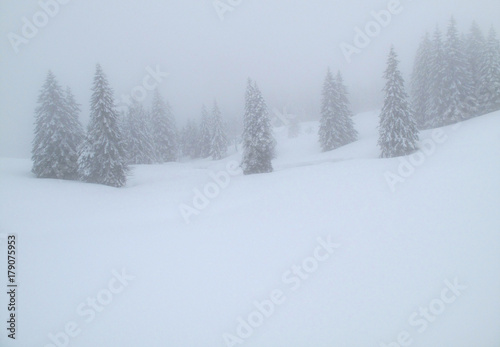 Winterbäume im Nebel