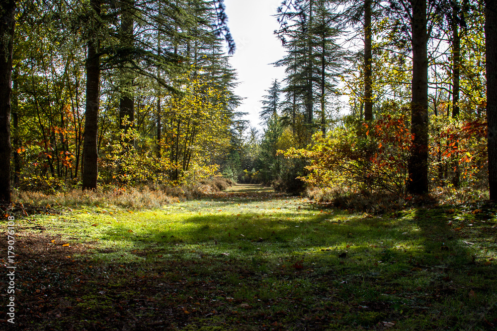 Chemin des bois d'automne