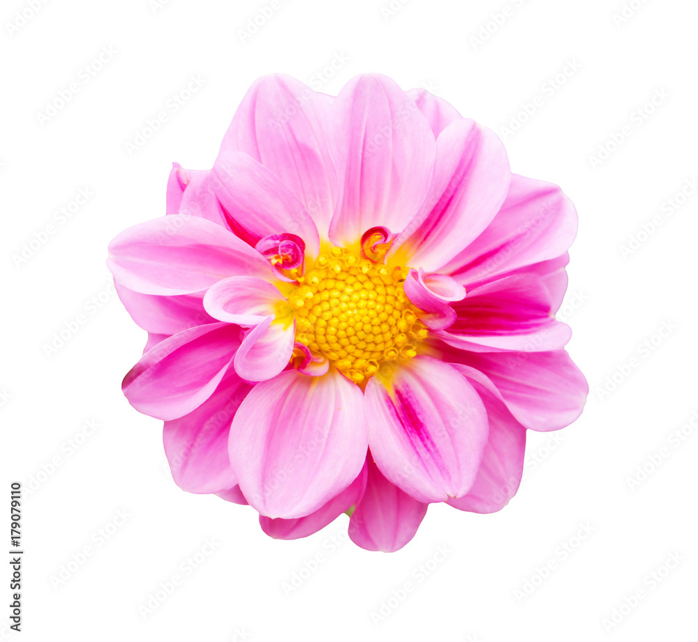 Pink chrysanthemum isolated on white background Pink chrysanthemum isolated on white background