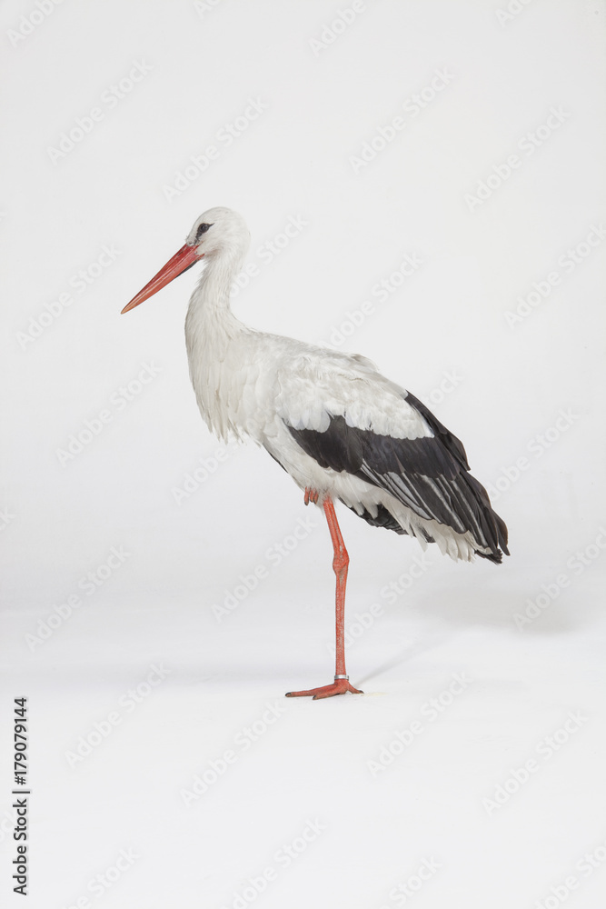 White Stork on a white background on one leg White Stork on a white background on one leg