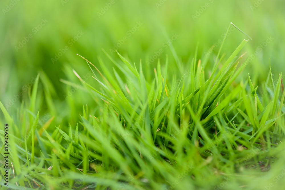 Obraz premium Soft focus grass in yellow sunlight. Background concept.