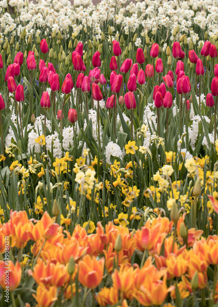 Tulip fields in the Bollenstreek, South Holland, Netherlands Tulip fields in the Bollenstreek, South Holland, Netherlands