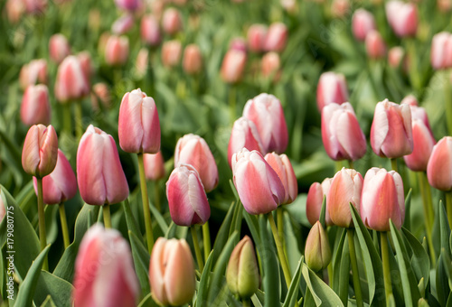 Tulip fields of the Bollenstreek, South Holland, Netherlands photo