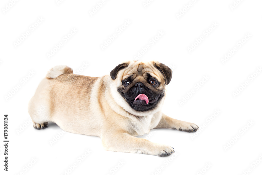 dog pug white background