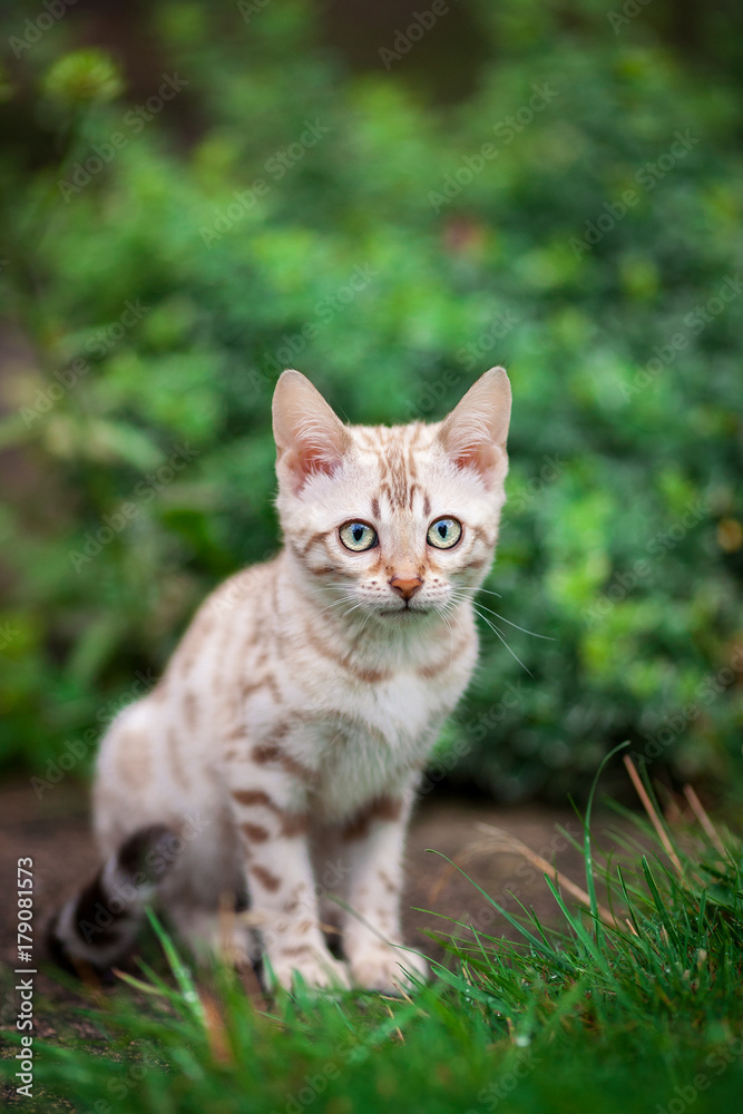 Mink colored Bengal Kitten outdoor
