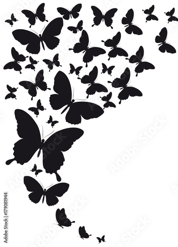 black butterfly, isolated on a white