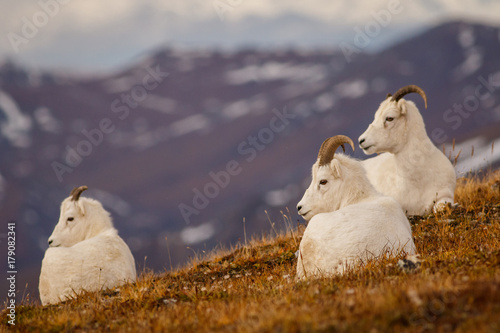 Dall sheeps in Denali NP, Alaska, US photo