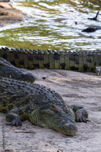 Portrait of big crocodile on the banks of the River Grumeti, Serengeti