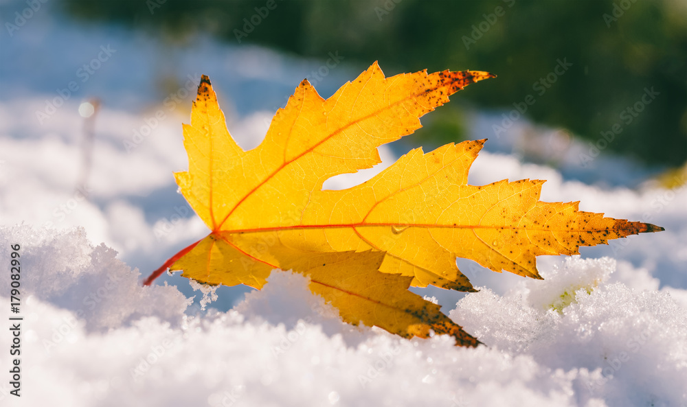 yellow maple leaf in the snow closeup yellow maple leaf in the snow closeup