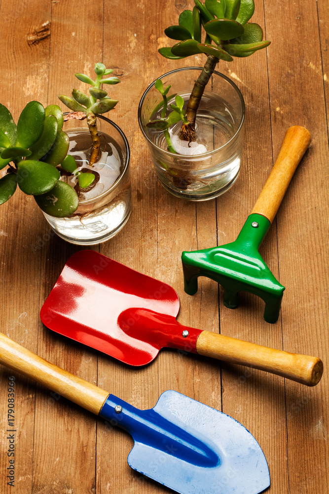 Herramientas de jardinería y plantas suculentas Stock Photo | Adobe Stock