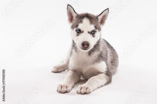 Husky puppy on a white background