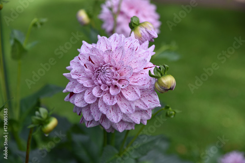 Fototapeta Naklejka Na Ścianę i Meble -  Dahlia blanc et rouge au jardin en été